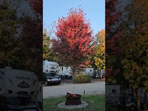 Watching the leaves change as Fall sets in