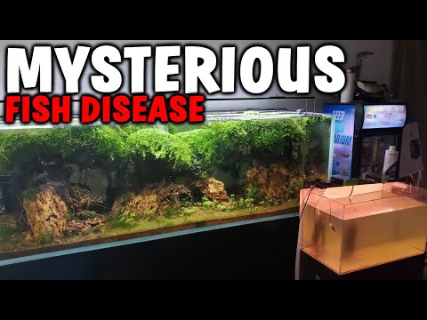 MYSTERIOUS 300 FISH DISEASE