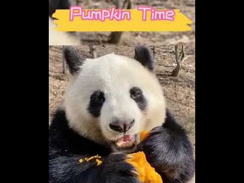 パンプキンが大好きです😋 
It's pumpkin time