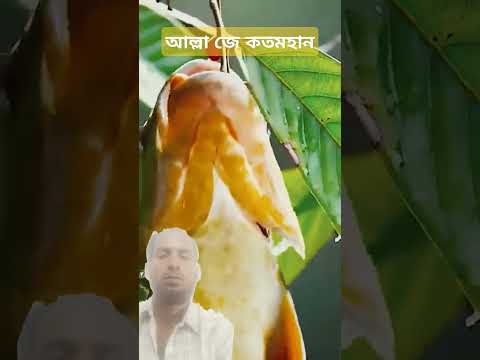 আল্লা জে কতমহান#funnyanimal #video #duet