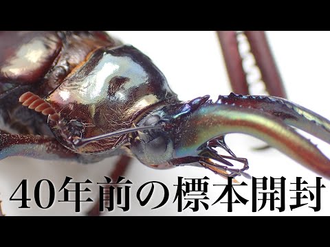 入手困難なクワガタ標本を購入しました【クワガタ飼育】