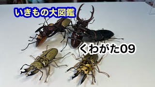 いきもの大図鑑　くわがた09  オオクワガタがでかい！！