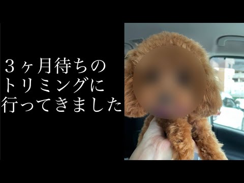 ３ヶ月待ちのトリミングに行ったら…