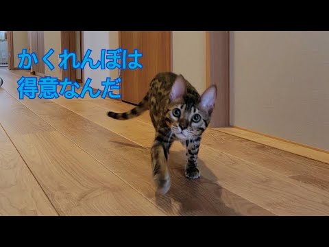 主とかくれんぼをして遊ぶ姿がかわいいベンガルの子猫