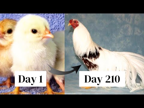 Ayam Yokohama Chicken Growth Time Lapse Video Day 1 to Day 210 Chick Chick growth day by day