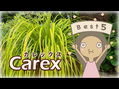 【名品種】カレックスお勧めBEST５｜グランドカバー|寄せ植えに