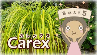 【名品種】カレックスお勧めBEST５｜グランドカバー|寄せ植えに