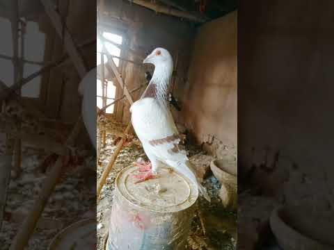 #beautiful #pigeon #pigeonbreeds #kabootar #whitepigeon #pigeontypes