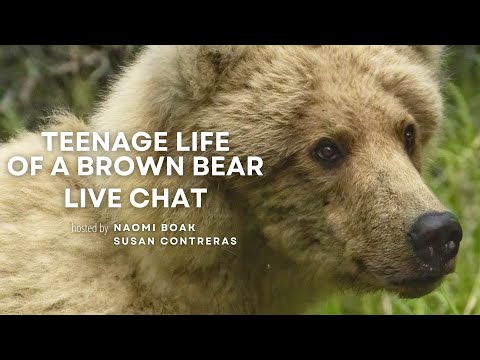 Teenage Life of a Brown Bear | Brooks Live Chat