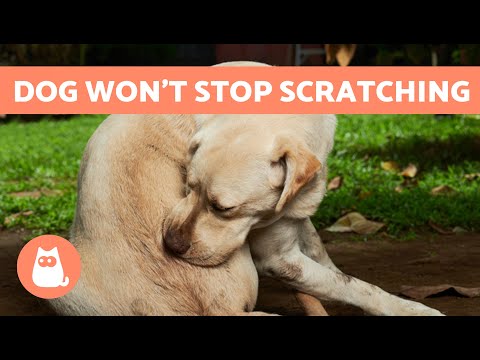 Why Does My DOG SCRATCH SO MUCH? 🐶 (8 Causes and What to Do)