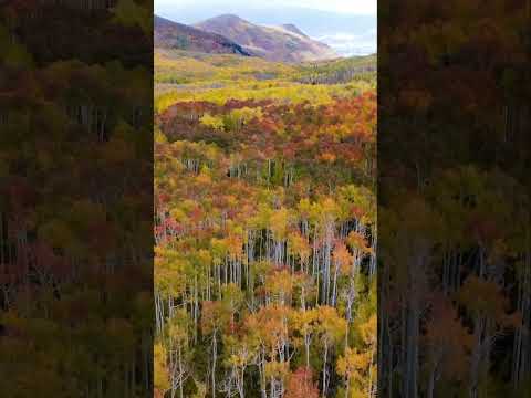 Fall colors are popping in Utah. DJI drone footage of big cottonwood canyon area. #aspen #drone