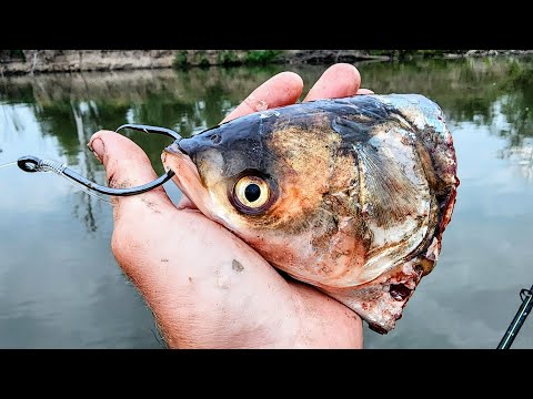 GIANT FISH Devours MASSIVE BAIT!! (I almost lost a rod)