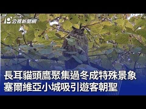 長耳貓頭鷹聚集過冬成特殊景象 塞爾維亞小城吸引遊客朝聖｜20241224 公視新聞全球話