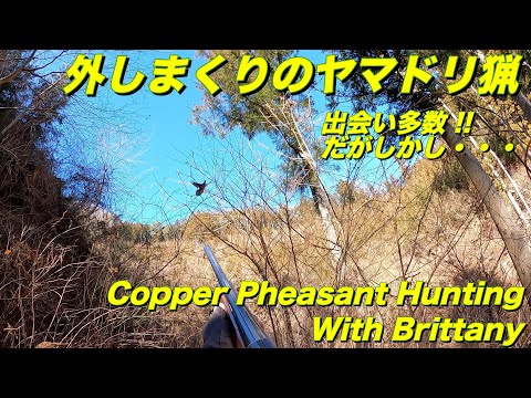 令和5年1月中旬　ヤマドリ猟　Copper Pheasant Hunting with Brittany