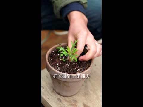 什么小菊花，花量大，花期长，花色丰富，皮实好养？我强烈推荐玛格丽特