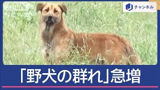 「野犬の群れ」取材中にも20匹超　茨城で“過去最多”急増なぜ【スーパーJチャンネル】(2024年10月8日)