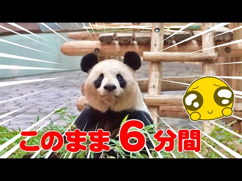 🐼母パンダ良浜の6分間フリーズ！見る人の心を掴む感動物語🐾