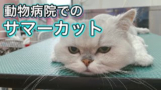 【長毛猫のサマーカット】全身つるつるで新しい生き物が生まれました。かわいいままだけど。