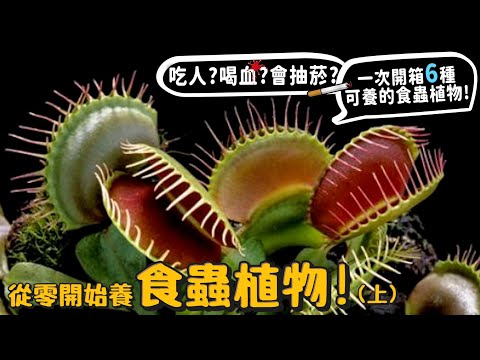 【從零開始養】食蟲植物(上)!6種可養開箱!消化液可以溶蝕生物?會吸人血?吃人嗎?會抽菸?大解密?捕蠅草!捕蟲槿!毛氈苔!狸藻!瓶子草!食蟲鳳梨!豬籠草!【許伯簡芝】