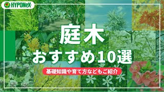 おすすめの庭木12選｜選ぶポイントや種類などもご紹介【SELECT】