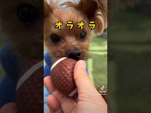 ハリー🐶ラグビーはじめました🏉✨