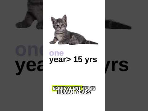 How Old Is My Cat In Human Years? | Two Crazy Cat Ladies #cats #cattips