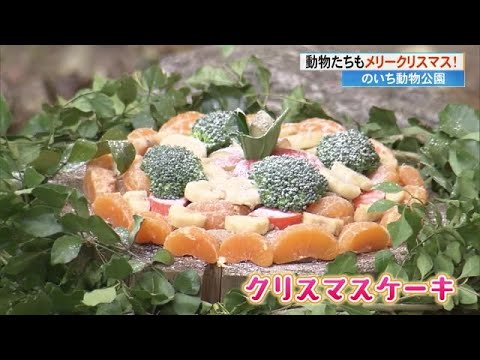 《マンドリルにクリスマスケーキ》動物たちに野菜と果物のXマスプレゼント【高知・のいち動物公園】 (24/12/23 17:10)