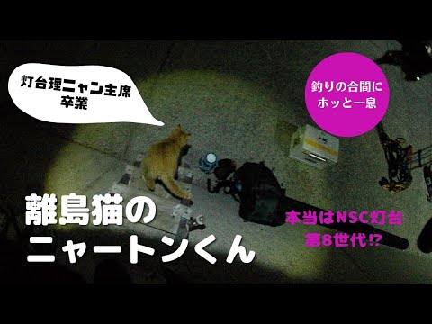 離島猫のニャートンくん　灯台理ニャン主席で卒業⁉️