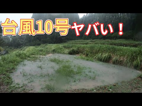 台風10号通過中です！カボスの樹が倒れてます