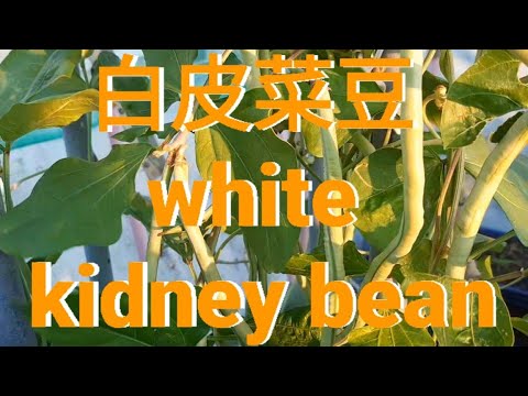 白皮菜豆 white kidney bean