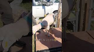 【石狩川ひつじまつり】毛刈りショー直後の羊さん。寒かったかな…