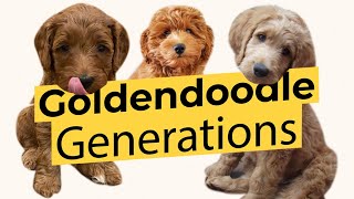 Best Goldendoodle Generations! F1 🐶 F1B 🐶 F1BB 🐶 F2 🐶 F2B 🐶 F3