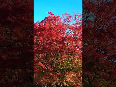 【癒し動画】熊本県菊池市原 兵戸公園  #紅葉 #もみじ #村下孝蔵 #shorts