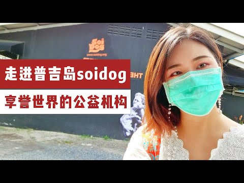 探访泰国普吉岛soidog，一个享誉世界的流浪狗救助公益机构，分享创办者的感人故事