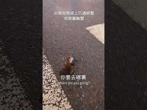 螃蟹過馬路遇到好人拯救 Crab crossing the road meet a good guy