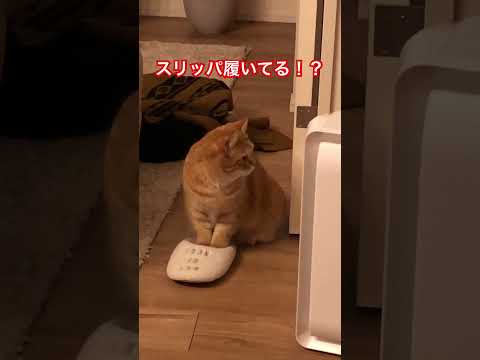 ちょっと待ってスリッパ履いてる？#猫 #スリッパ履いてる #猫に癒される