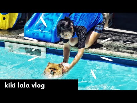 狗狗出游 #vlog kiki lala 游泳日记