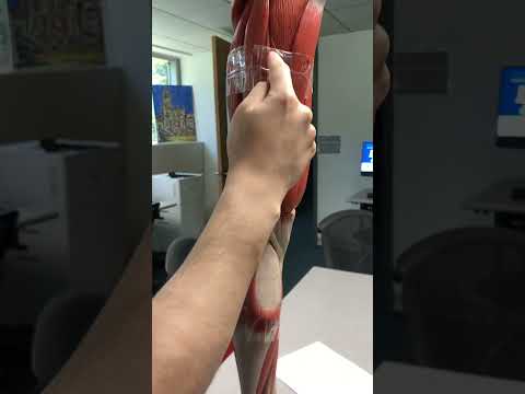 Posterior Leg Model￼ (Anatomy & Physiology I: BIO)