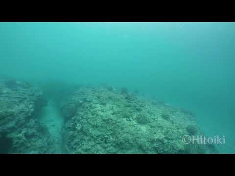 フェリーのエンジン音？スクリュー音？を水中で聞くと凄まじい（2019年1月6日・沖縄県本部町）