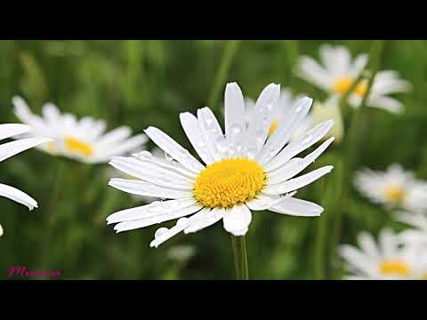 Classic Piano Music Video, relaxing music with rain and birds sounds in the background