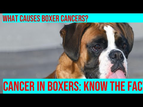 Boxers and Cancer: What You Need to Know