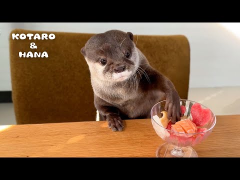 Otters Eat Fish Parfaits with IMPECCABLE Table Manners