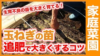 家庭菜園や農園で玉ねぎ苗を追肥で大きく栽培するコツ！初心者でも簡単に出来る生育不良の苗を大きく育てる方法をご紹介【農家直伝】