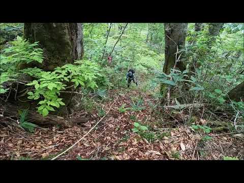 240609 まほろば出発の山の神登山道での天狗原ゴールは標高差1300ｍ。途中に山菜教室やら雪の下の登山道探しなどしつつ5.5時間。栂池自然園でラーメン食べて戻って9時間でありました。運動したなぁー