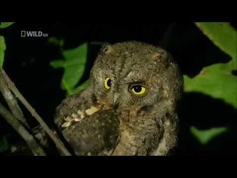 Wild Thailand: A Land of Beauty [Nat Geo WILD Documentary]