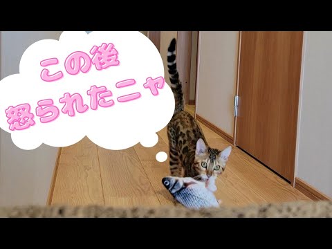 先住猫を怒らせちゃった子猫