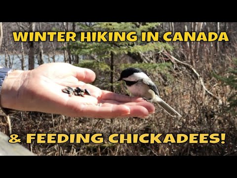 FEEDING CHICKADEES! A winter hike in Canada.