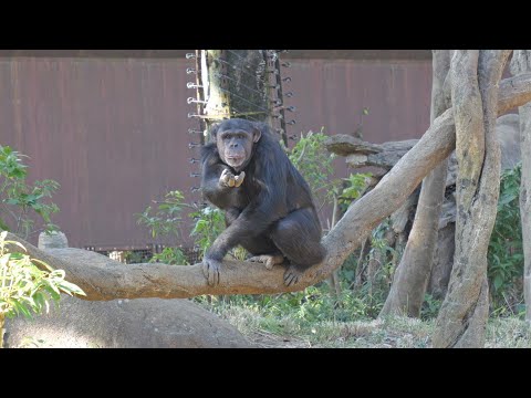 Unstoppable Go-chan greeting and Kazuya display　Yokohama Zoo Zoorasia Chimpanzee 202412