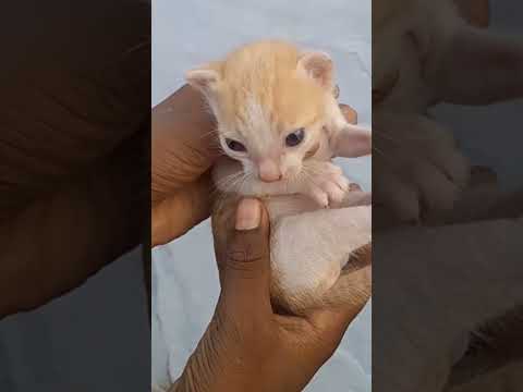 Cute Baby Cat 🐈