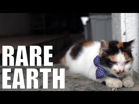 Should Japan Kill This Cat?